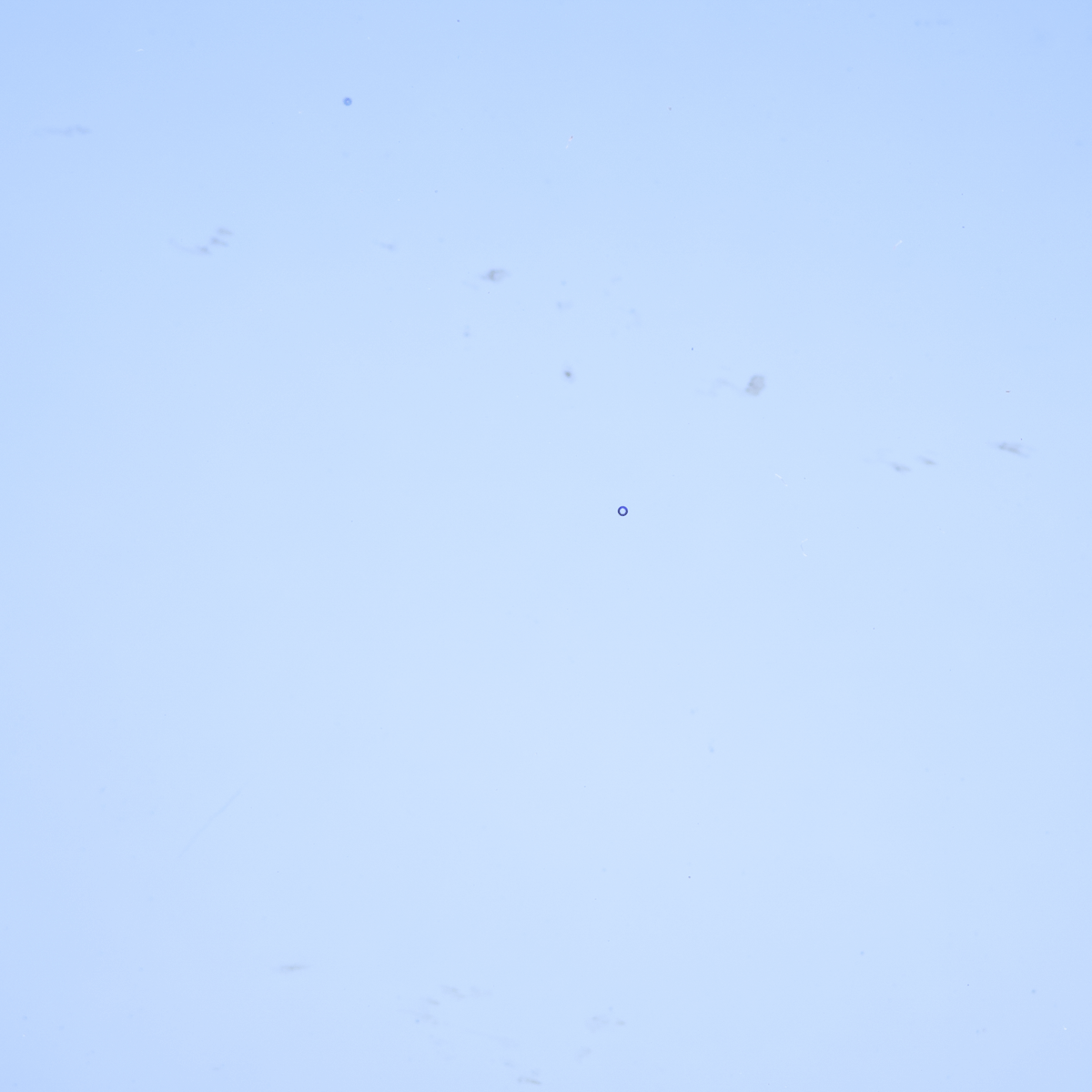 Transparent Cornflower