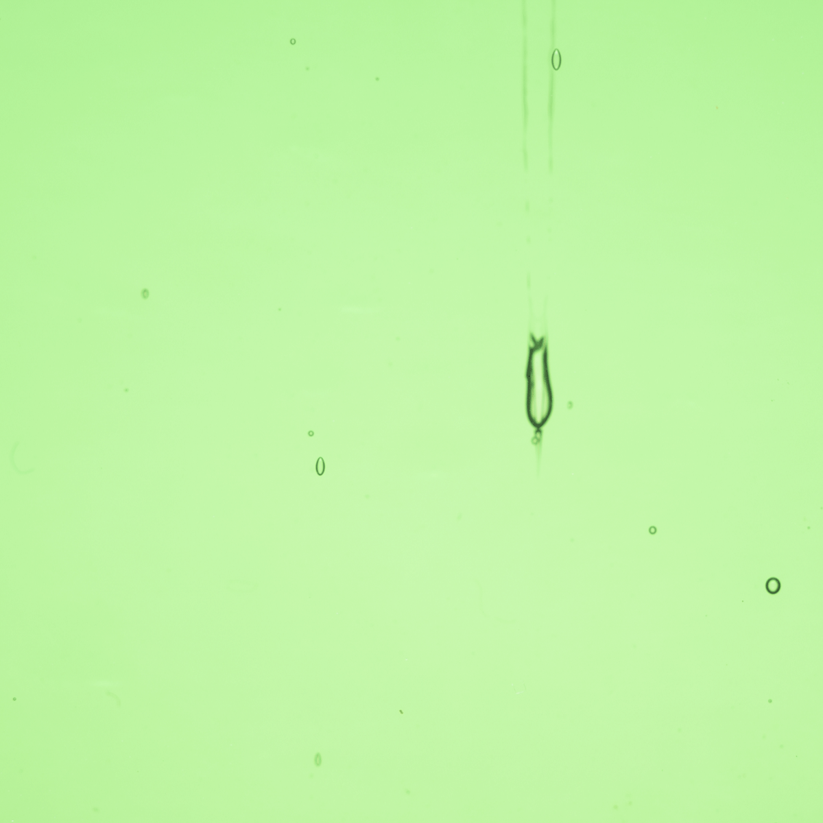 Transparent Garden Green