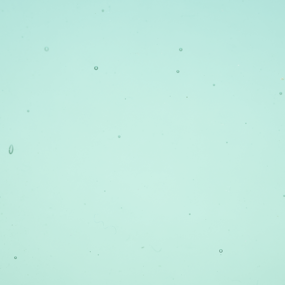 Transparent Turquoise Green