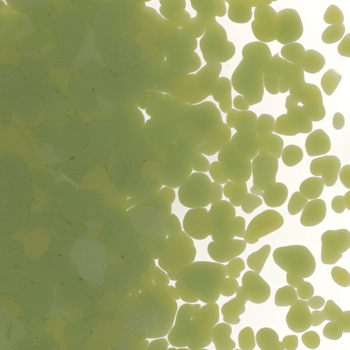 Olive Green Opalescent, Medium, 1 lb.