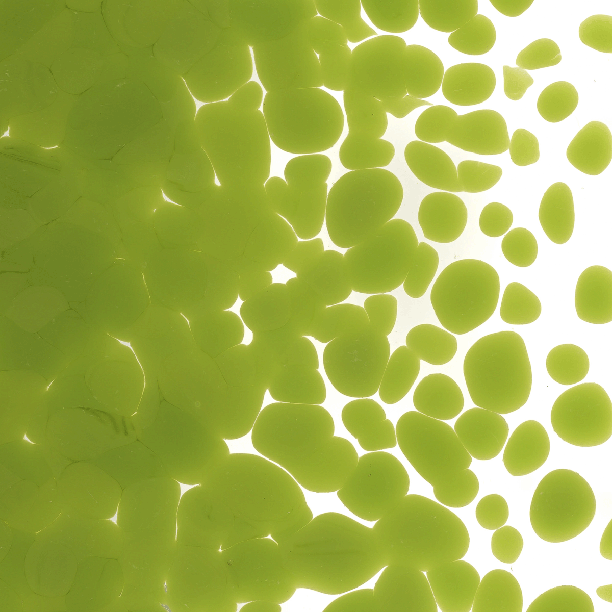 Pea Pod Opalescent, Coarse, 1 lb.