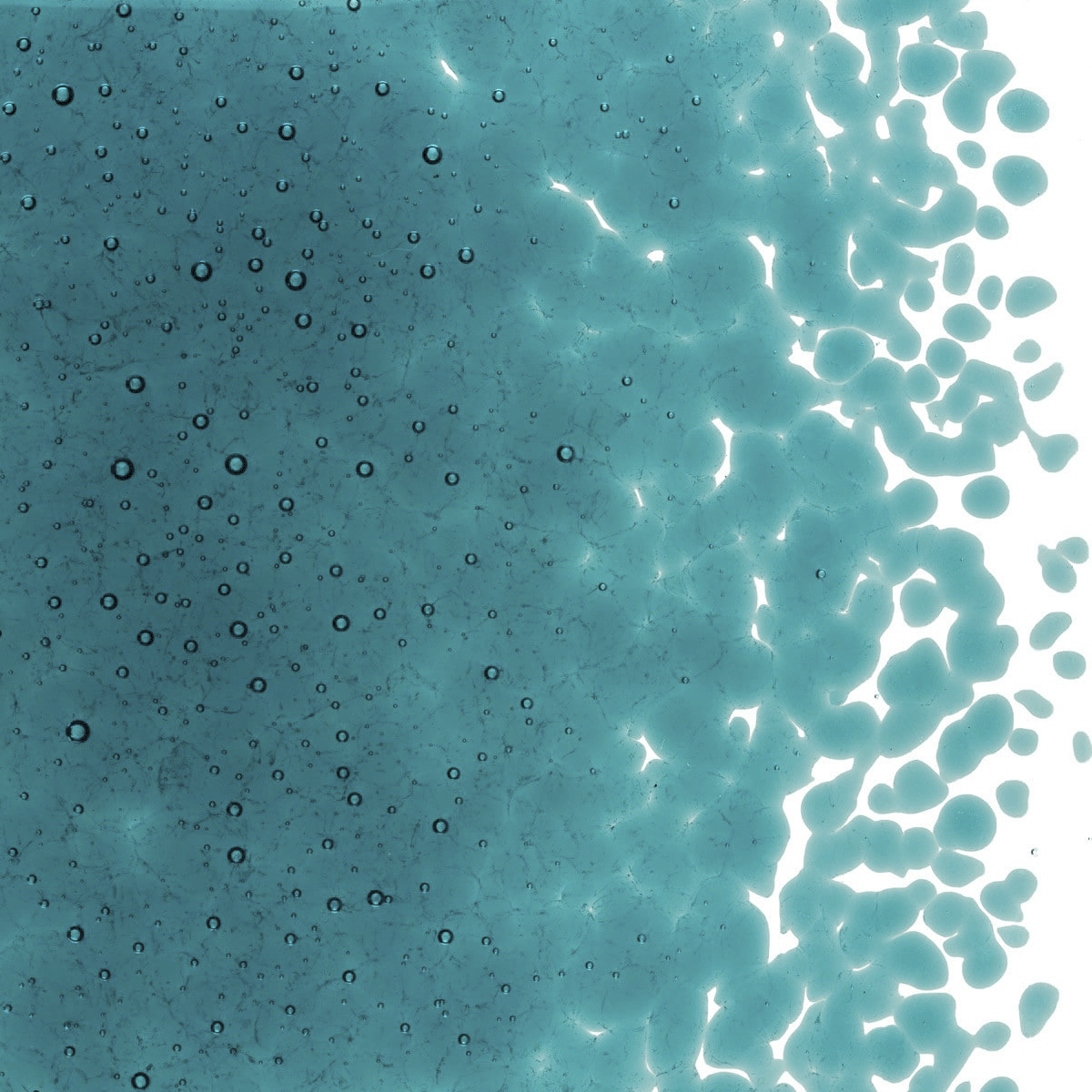 Peacock Blue Transparent, Medium, 1 lb.