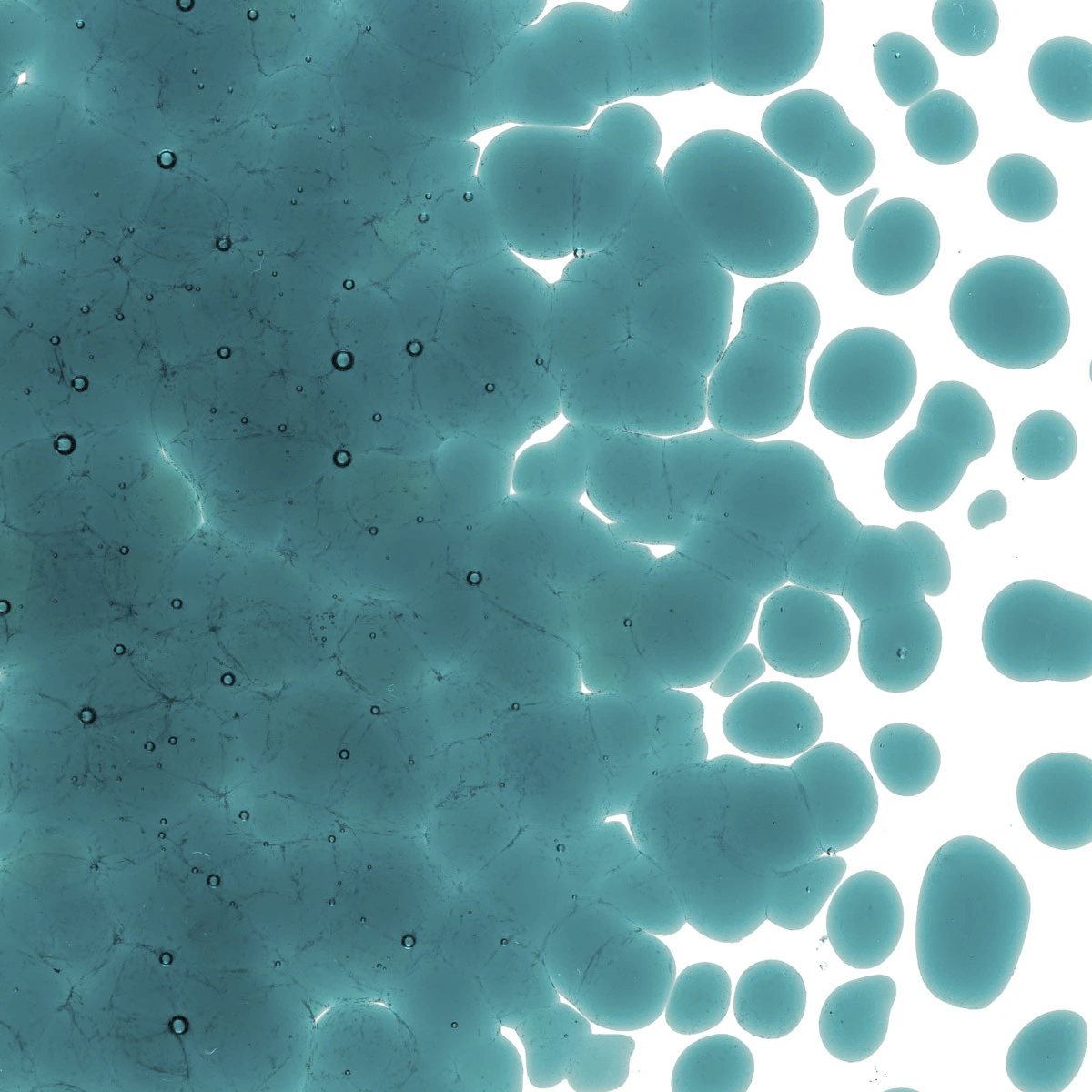 Peacock Blue Transparent, Coarse, 1 lb.