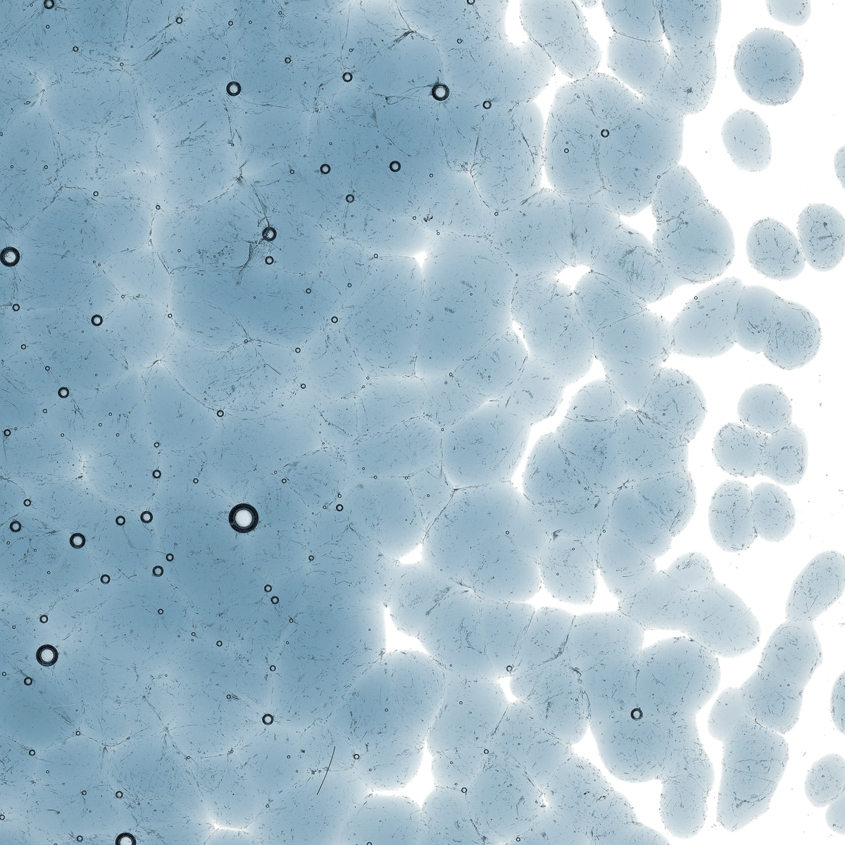 Steel Blue Transparent, Coarse, 1 lb.