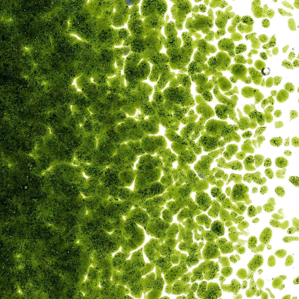 Light Aventurine Green Transparent, Medium 1 lb.