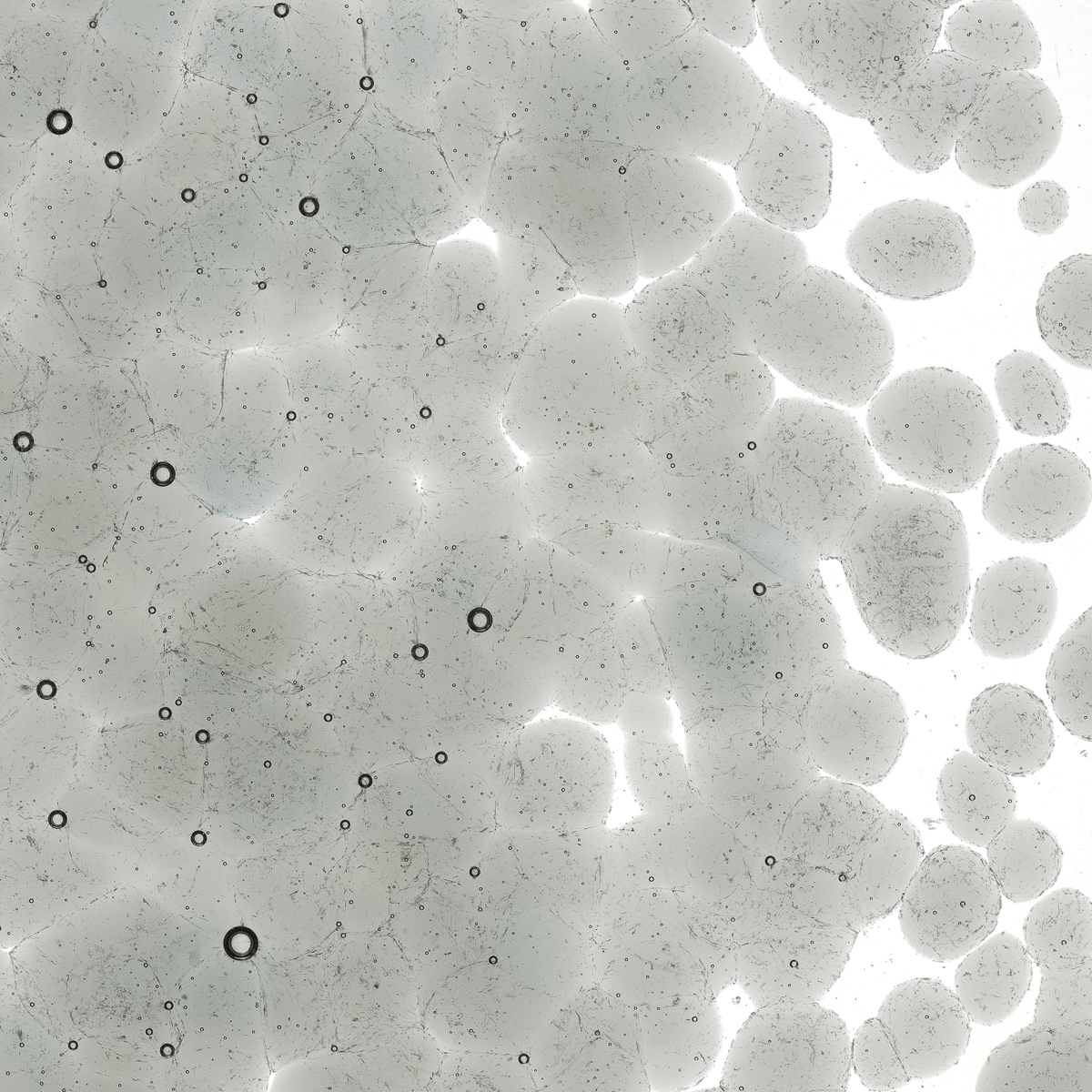 Light Silver Gray Transparent, Coarse, 1 lb.