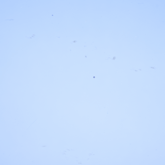 Transparent Cornflower