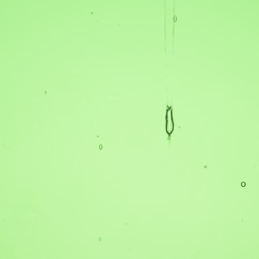 Transparent Garden Green