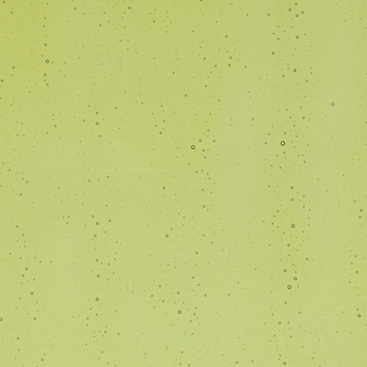 Fern Green, 2 mm