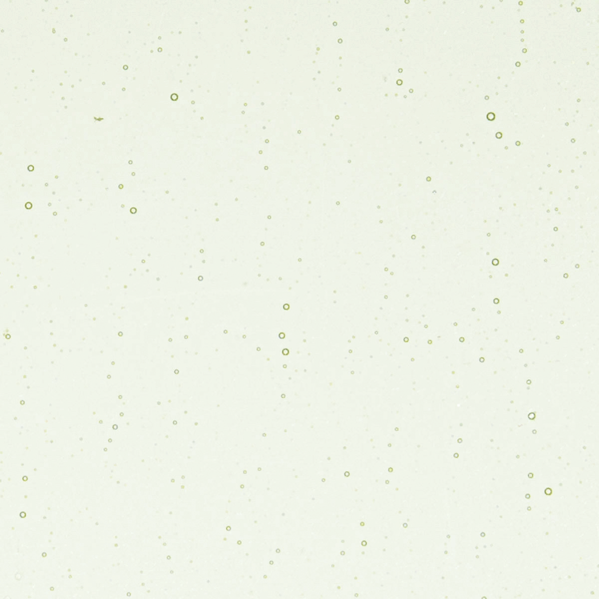 Grass Green Tint, 3 mm - 10" square