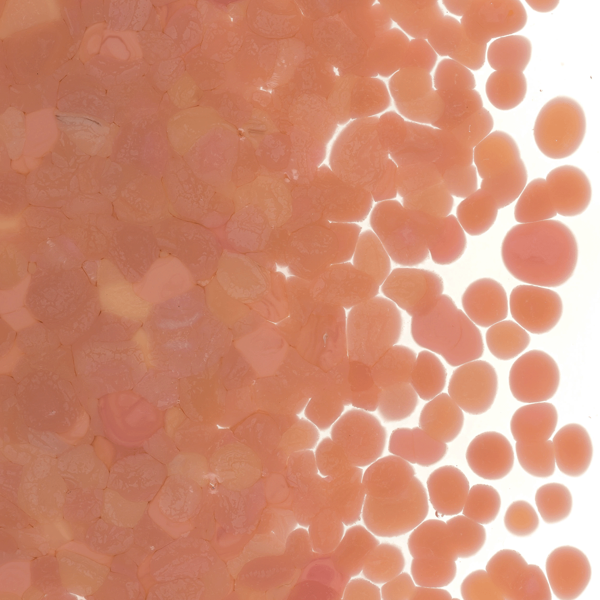 Salmon Pink Opalescent, Coarse, 1 lb.