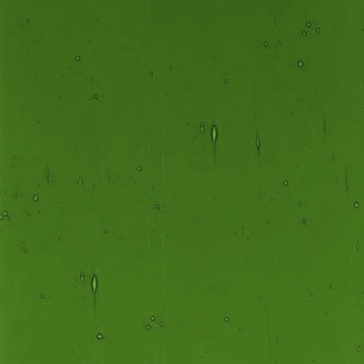 OLIVE GREEN LAWN main image 0